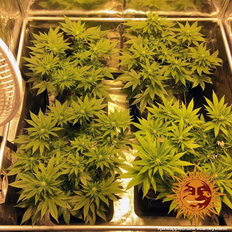 Barneys Farm Pineapple Chunk 7
