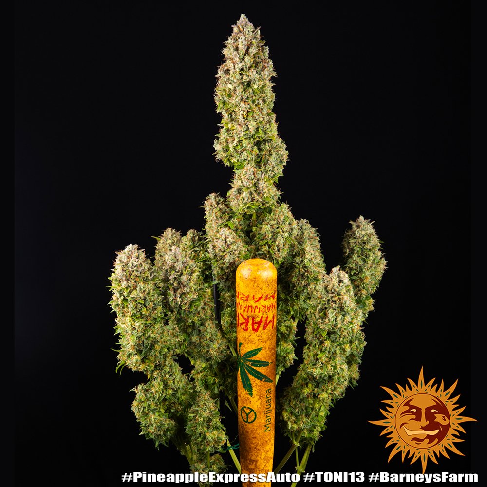 Barneys Farm Pineapple Express Auto 3
