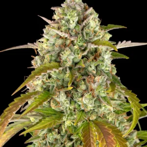 Barneys Farm Pineapple Express Auto 3er Pack + 3er Giftpack Gratis dazu