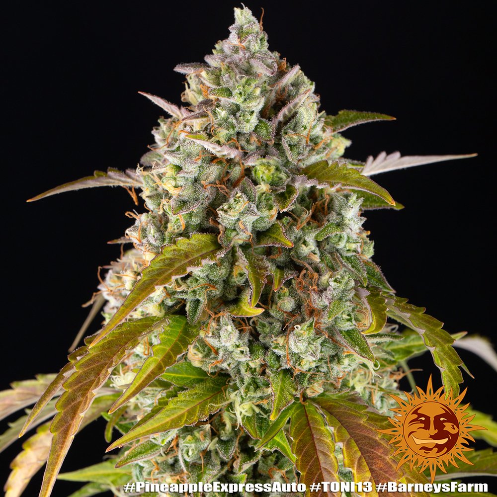 Barneys Farm Pineapple Express Auto 6