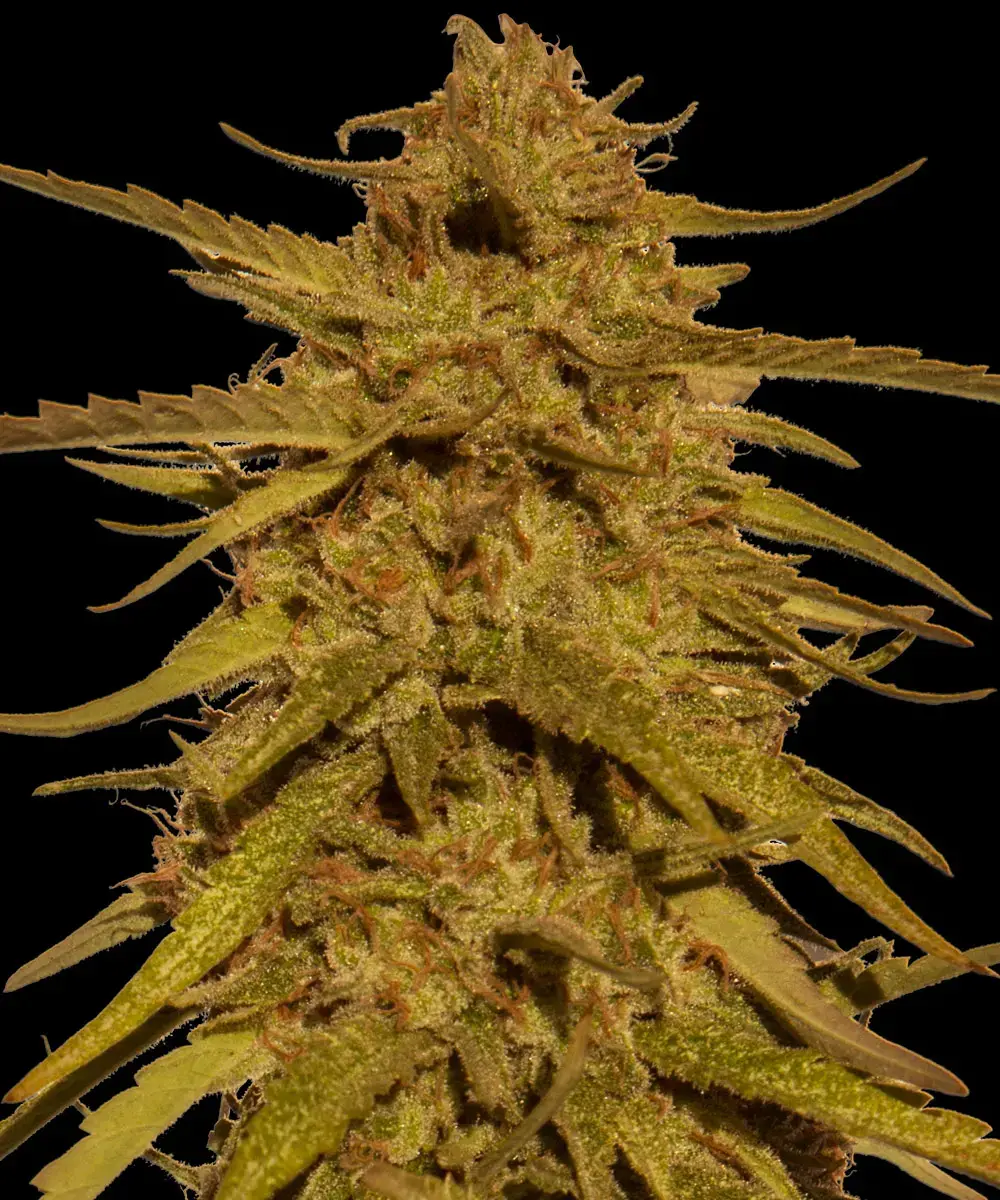 Barneys Farm Pineapple Haze Regular