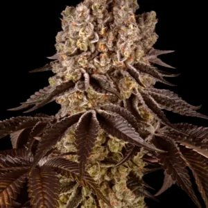 Barneys Farm Purple Punch