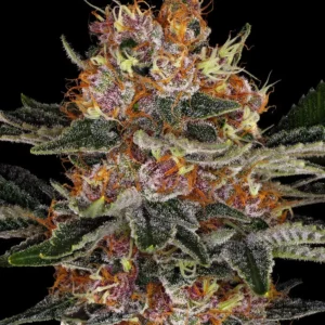 Barneys Farm Purple Punch Auto
