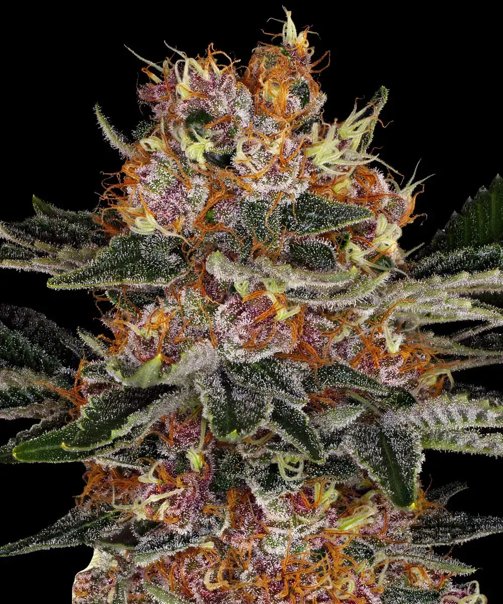 Barneys Farm Purple Punch Auto