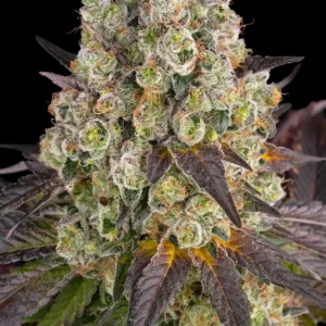 Barneys Farm Purple Punch x Lemon Drizzle