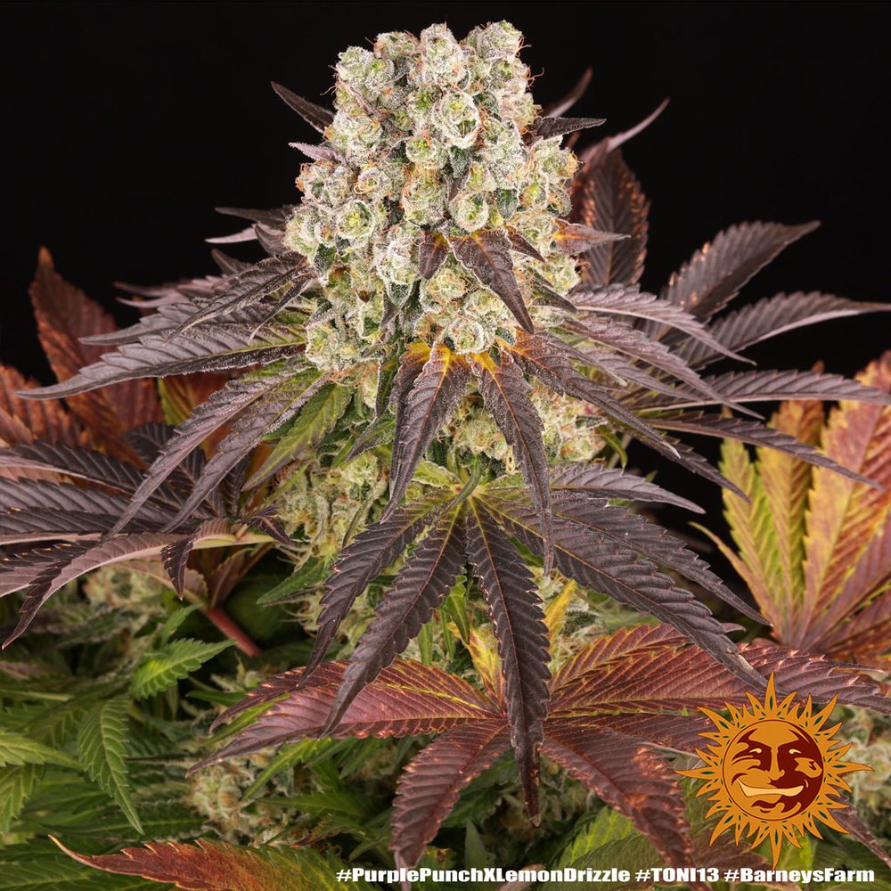 Barneys Farm Purple Punch x Lemon Drizzle 4
