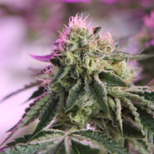 Barneys Farm RS11 x Banana OG 3er Pack + 3er Gift Pack gratis
