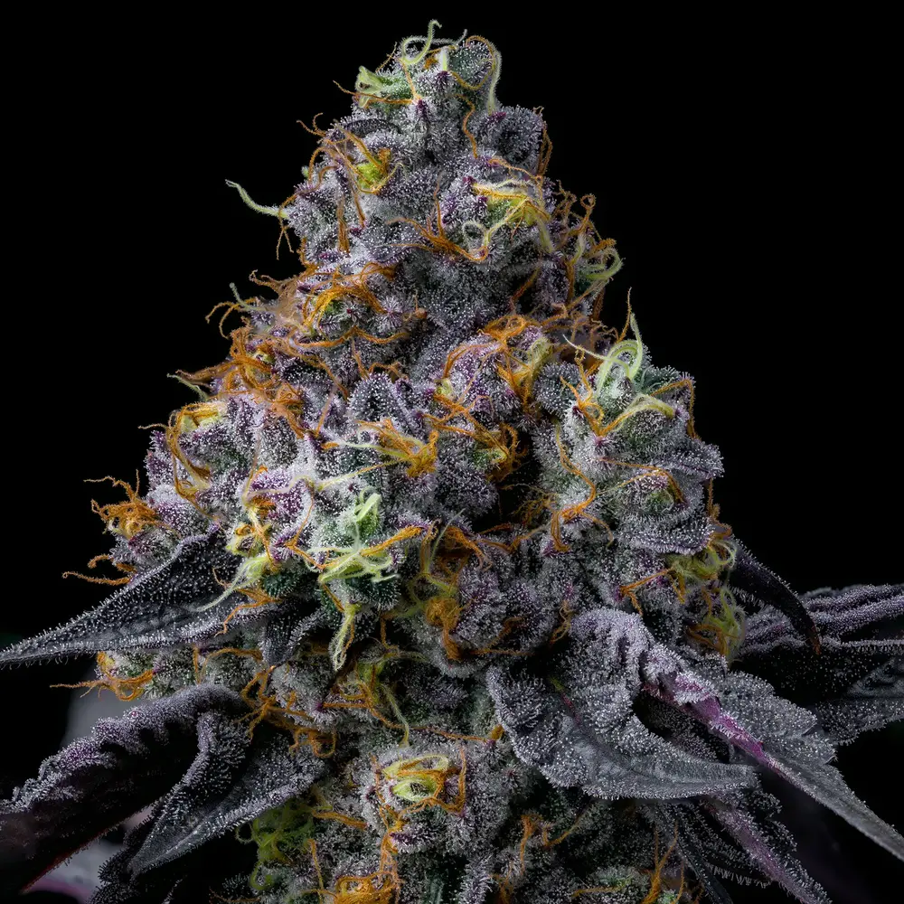 Barneys Farm Rainbow Sherbet 2