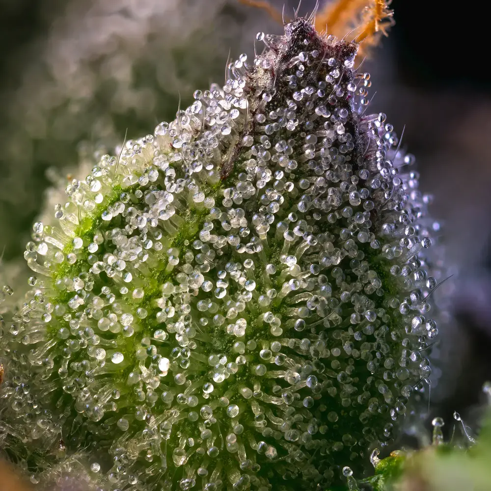 Barneys Farm Rainbow Sherbet 4