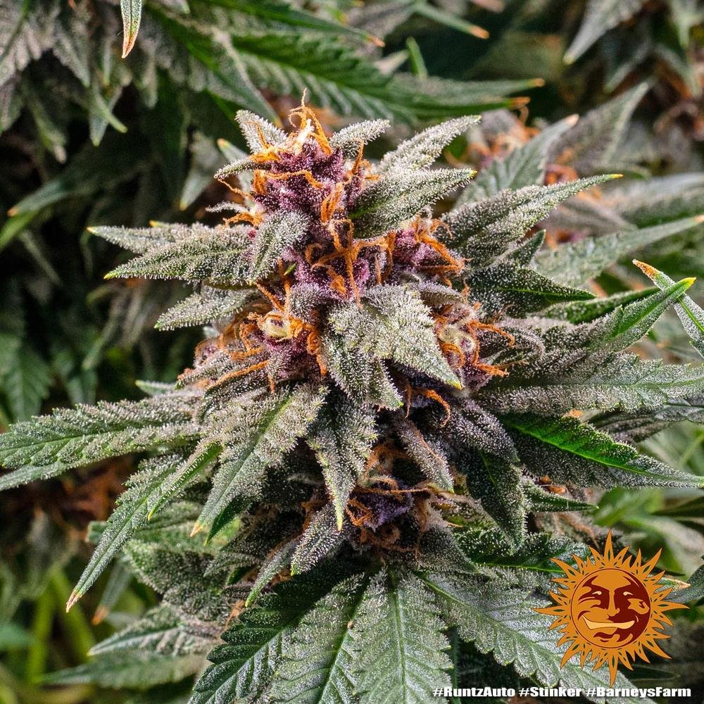 Barneys Farm Runtz Auto 2