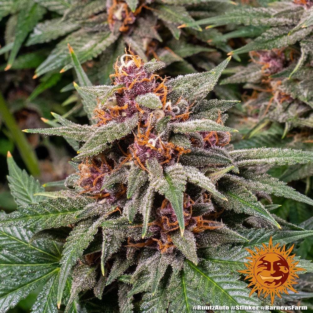 Barneys Farm Runtz Auto 4