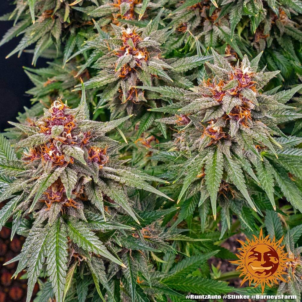 Barneys Farm Runtz Auto 5