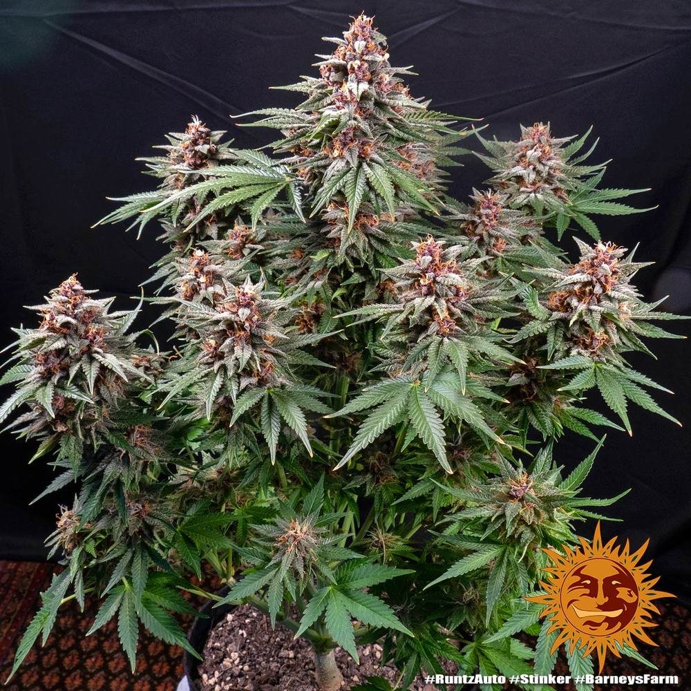 Barneys Farm Runtz Auto 6