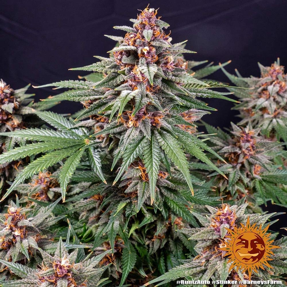 Barneys Farm Runtz Auto 7