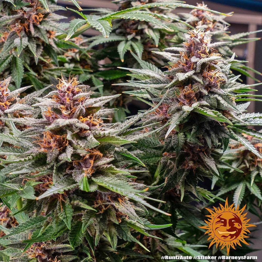 Barneys Farm Runtz Auto 8