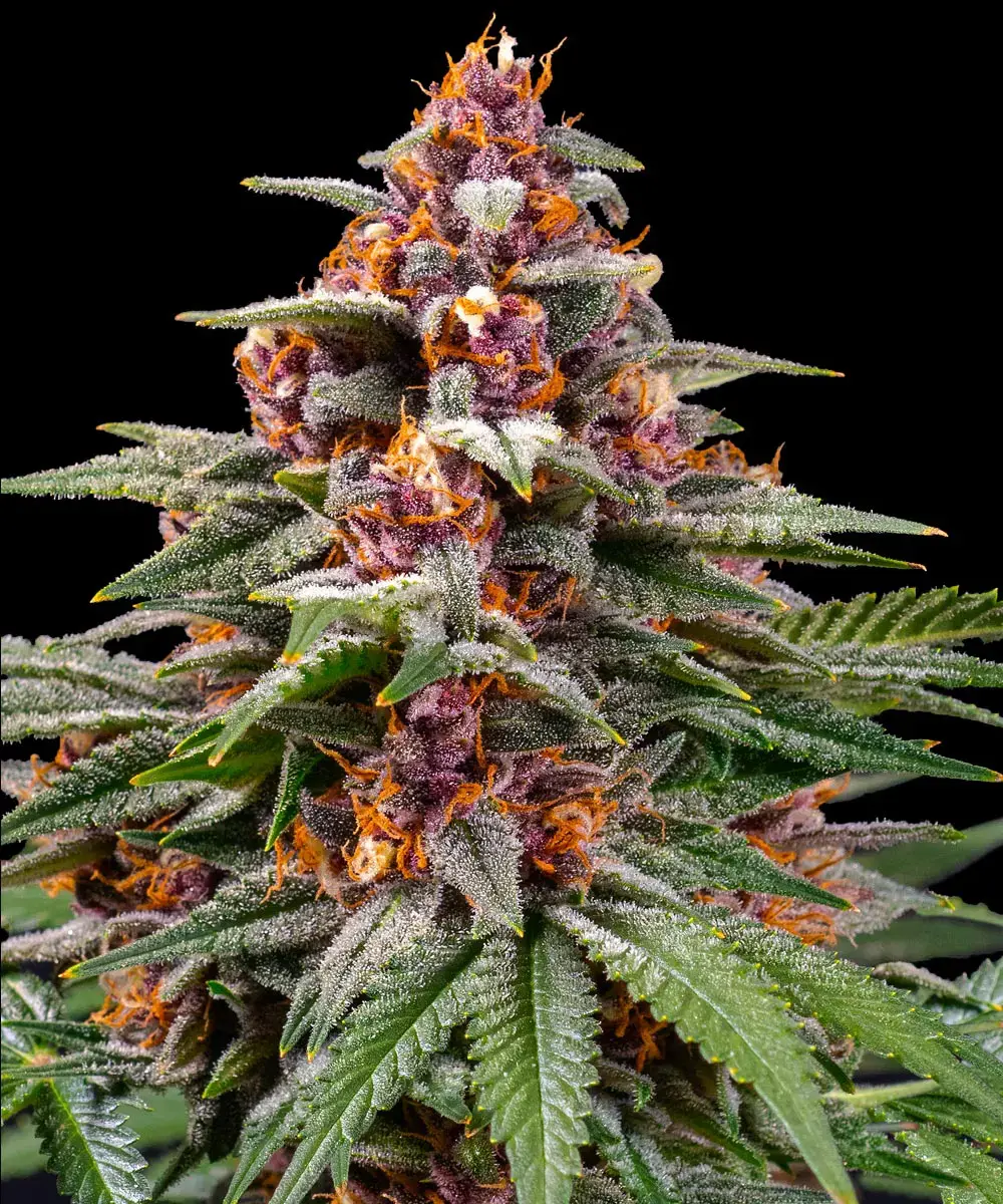 Barneys Farm Runtz Auto