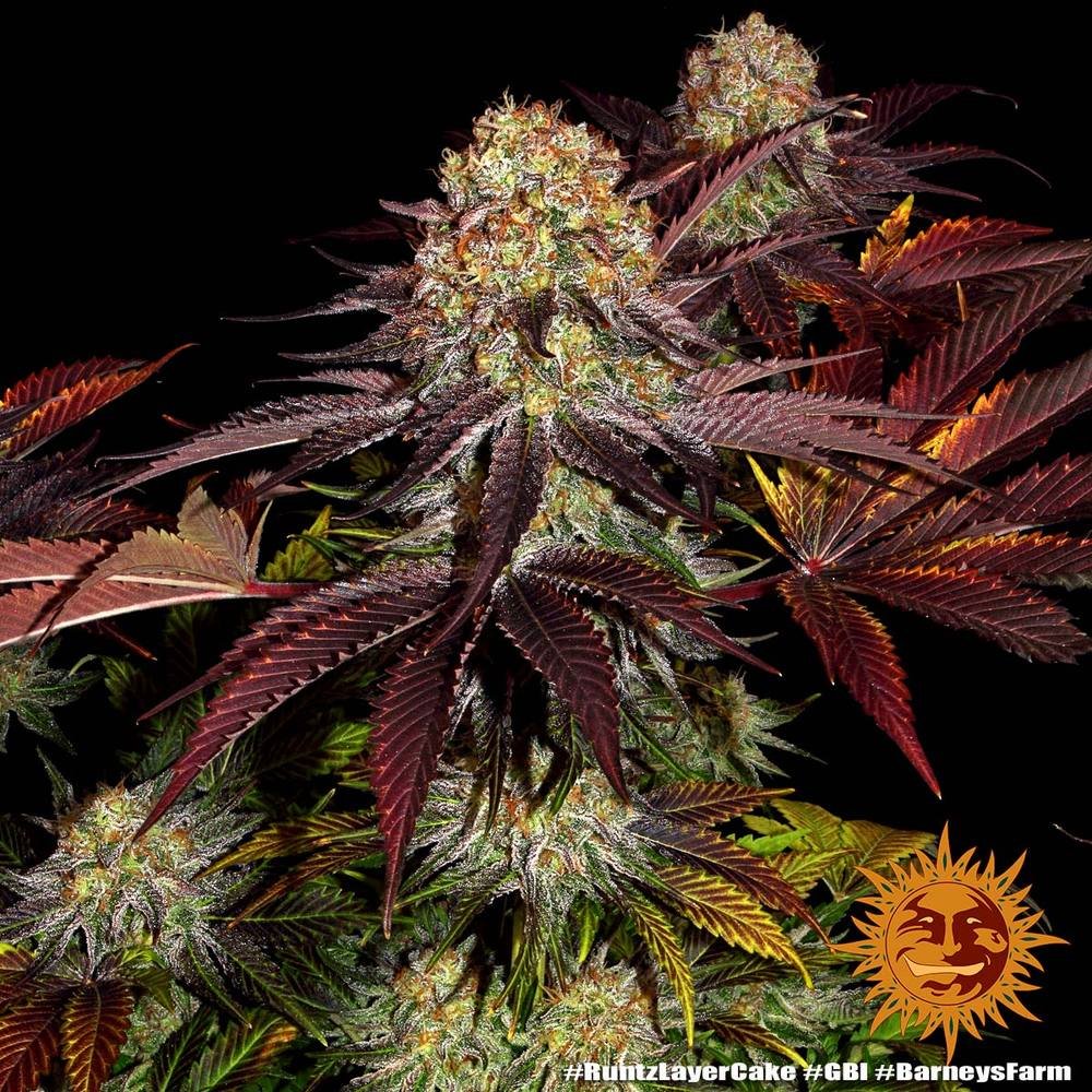 Barneys Farm Runtz x Layer Cake 3