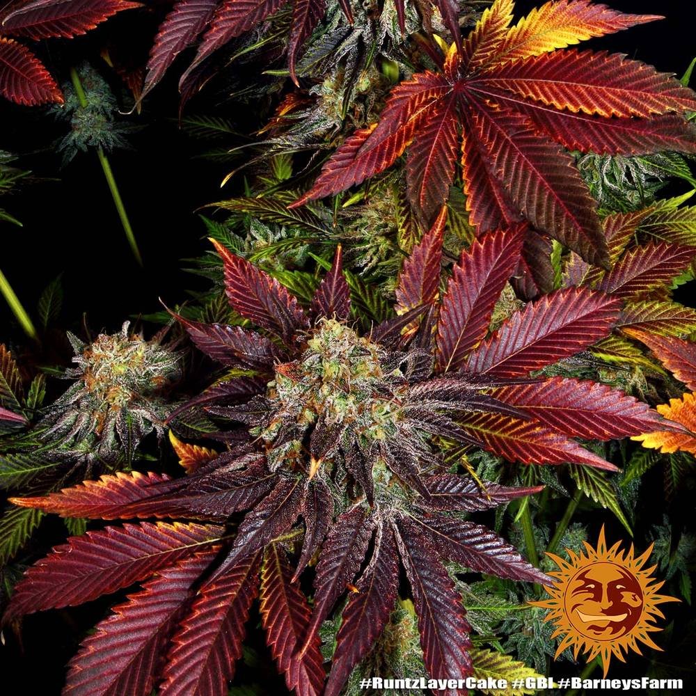 Barneys Farm Runtz x Layer Cake 4