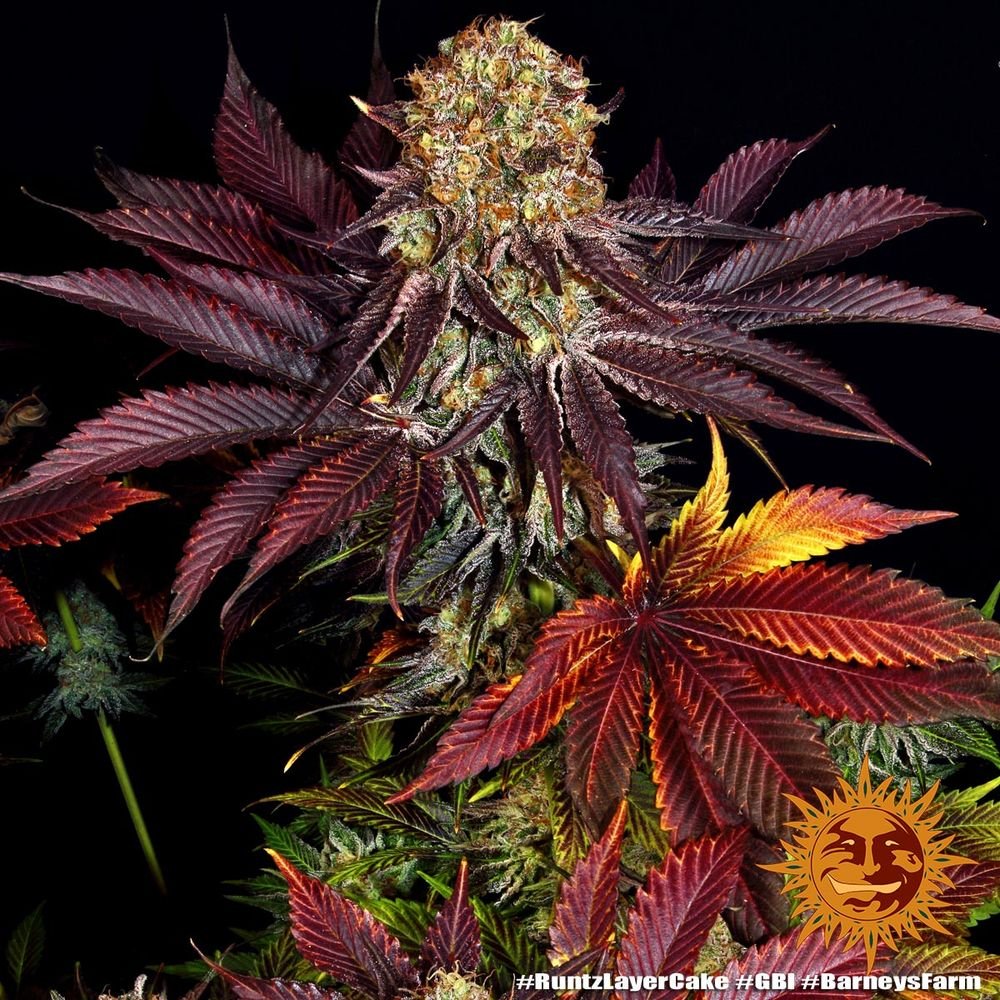Barneys Farm Runtz x Layer Cake 5