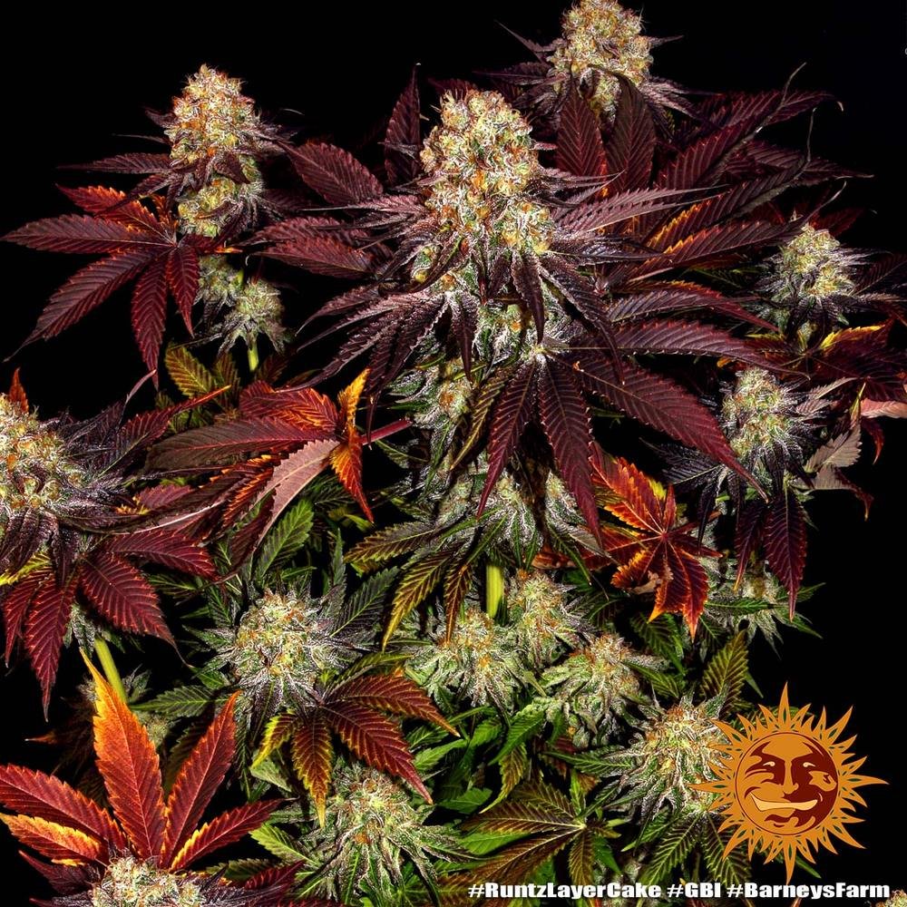 Barneys Farm Runtz x Layer Cake 6