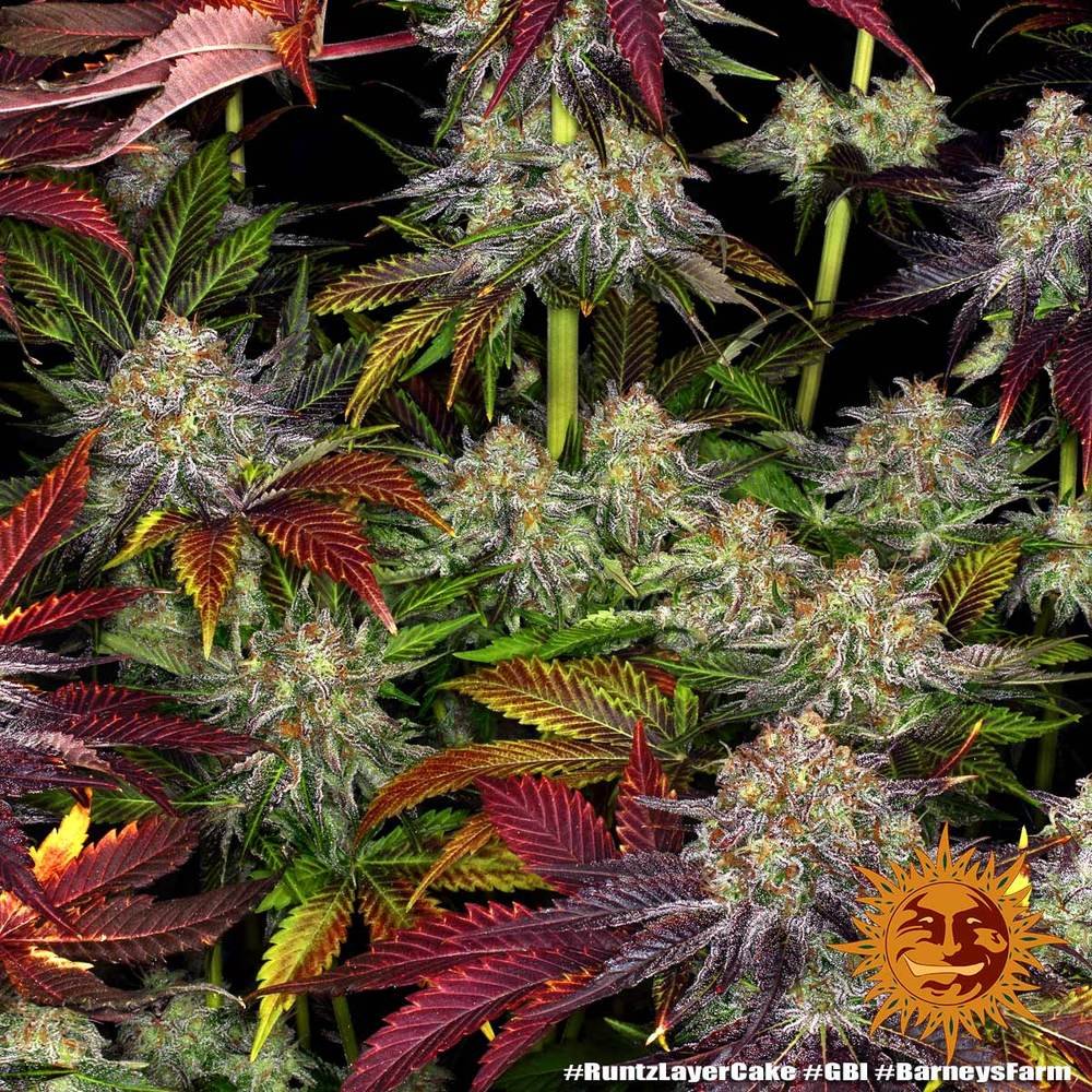 Barneys Farm Runtz x Layer Cake 7