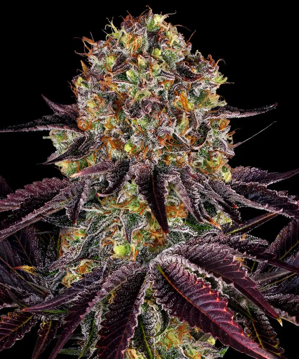 Barneys Farm Runtz x Layer Cake