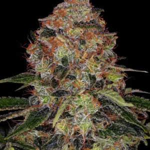 Barneys Farm Shiskaberry