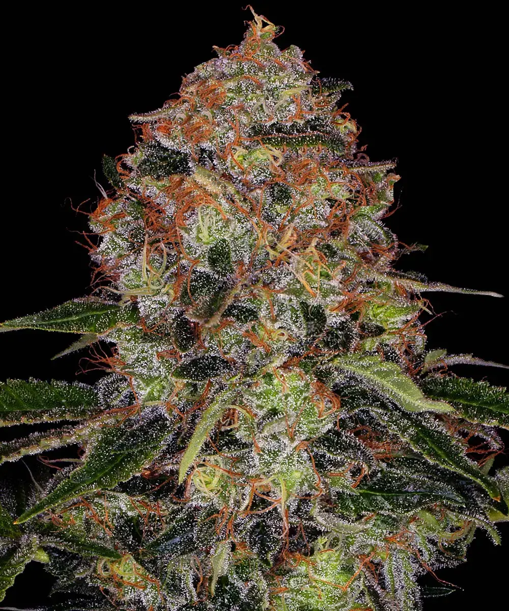Barneys Farm Shiskaberry