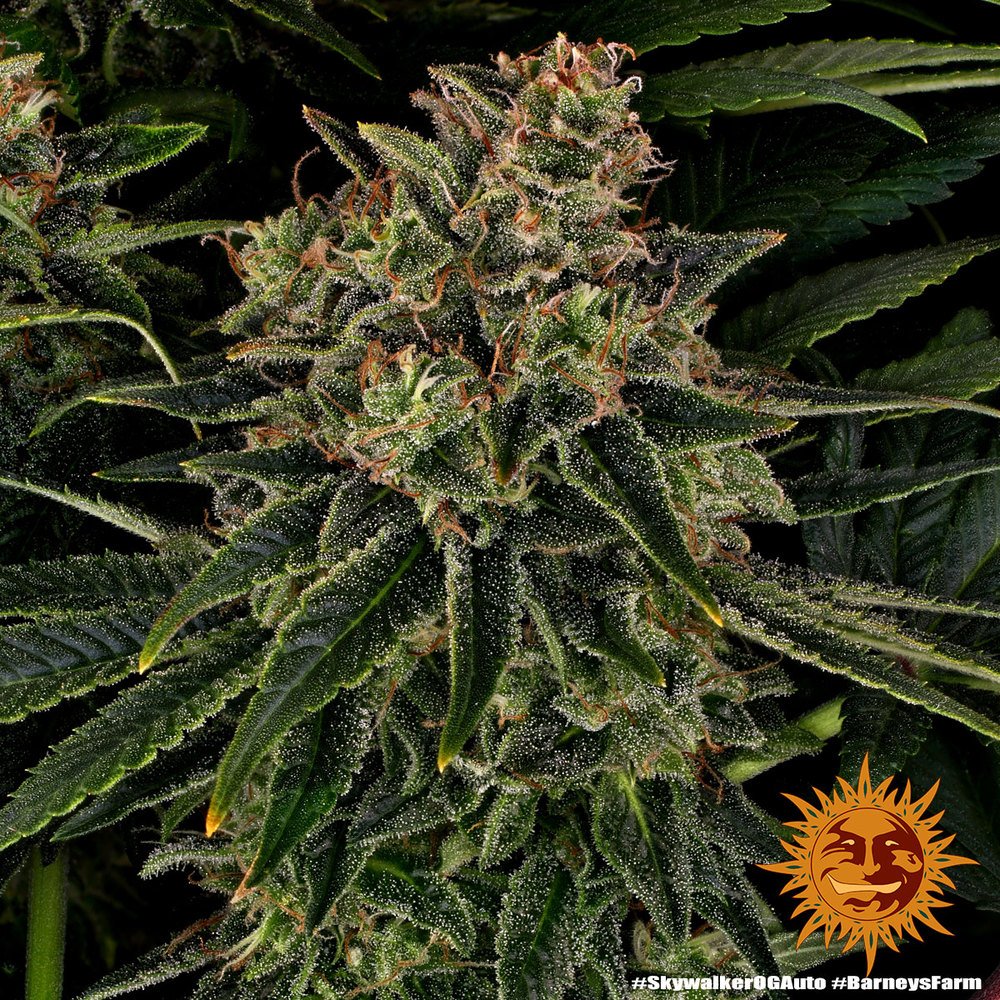 Barneys Farm Skywalker OG Auto 10