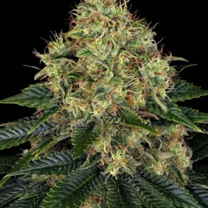 Barneys Farm Skywalker OG Auto 3er Pack + 3er Giftpack Gratis dazu