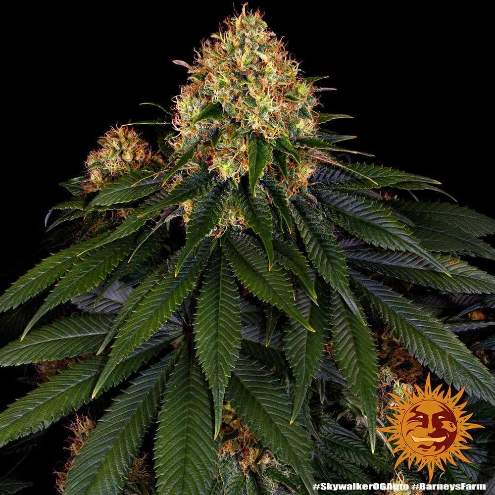Barneys Farm Skywalker OG Auto 6