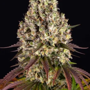 Barneys Farm Sour Diesel 3er Packung + 3er Gift Pack gratis
