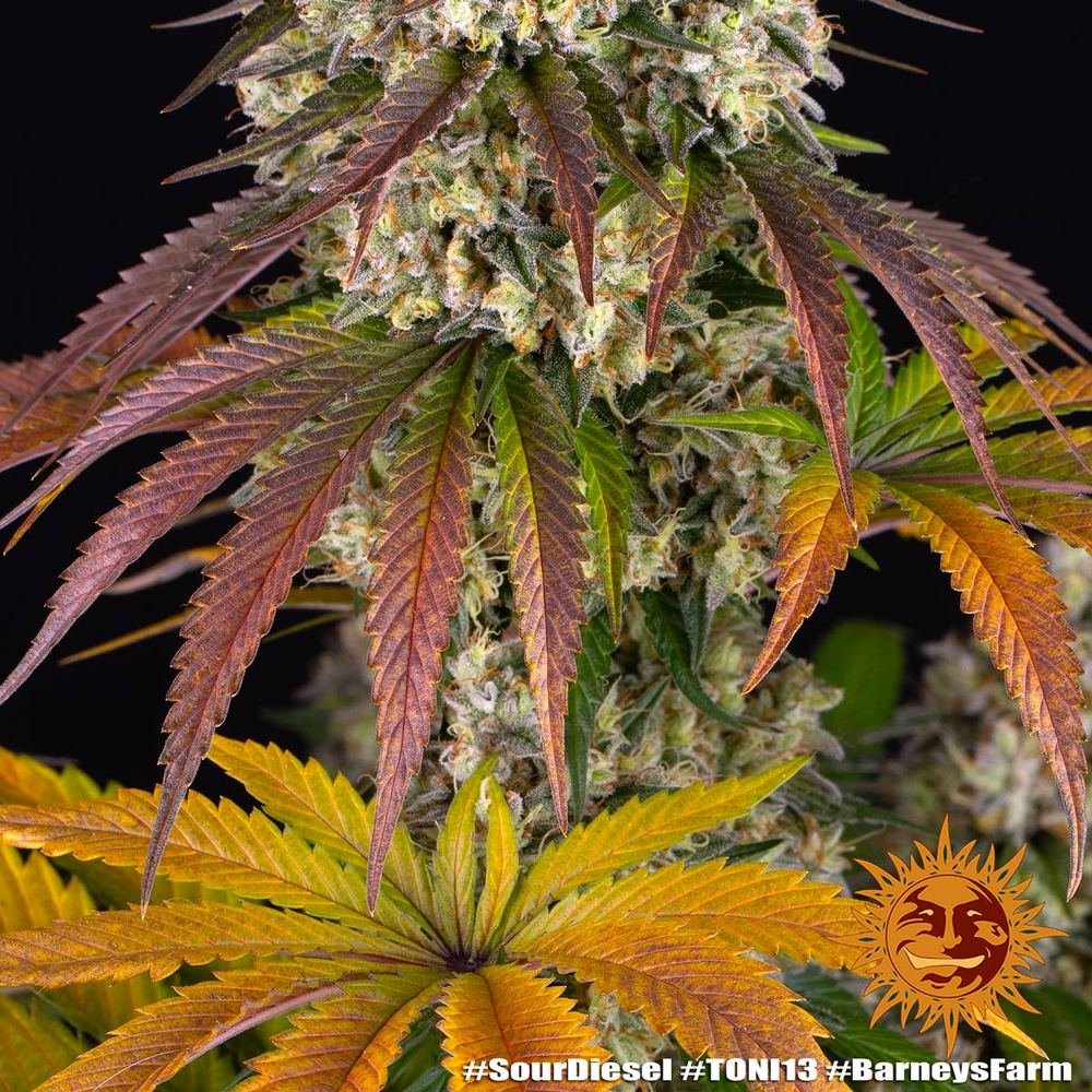 Barneys Farm Sour Diesel 4