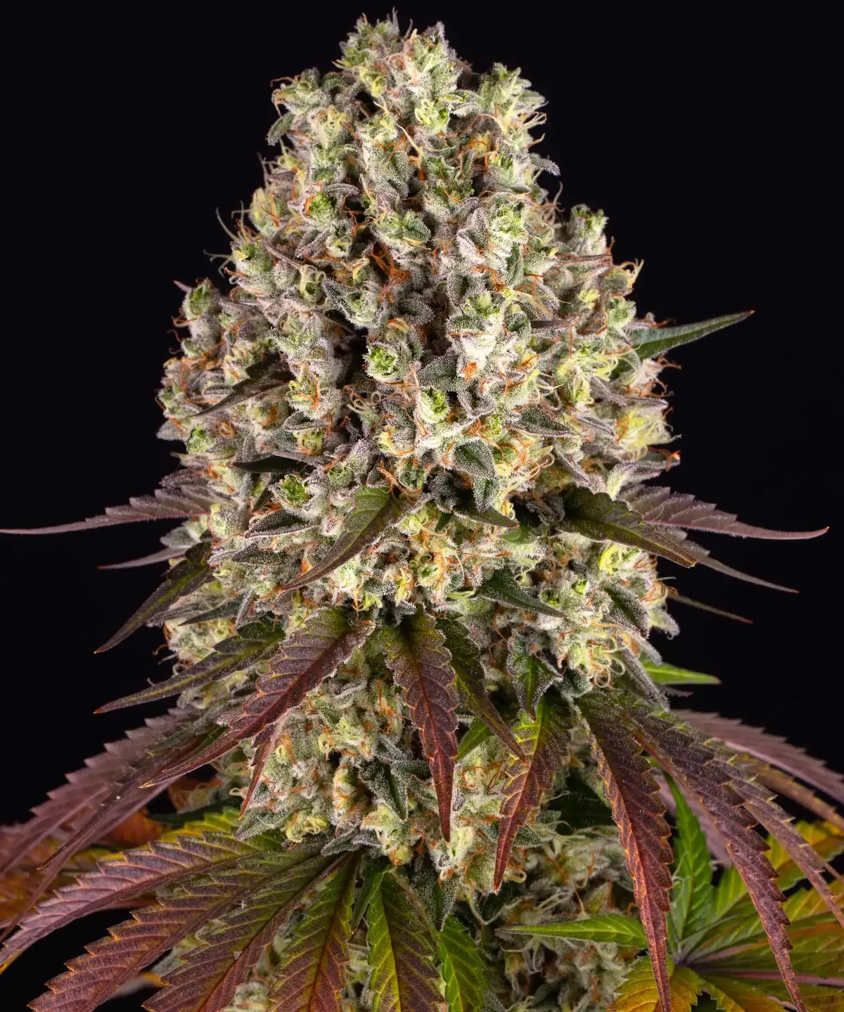 Barneys Farm Sour Diesel