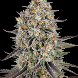 Barneys Farm Sour Strawberry 3er Pack + 3er Gift Pack gratis