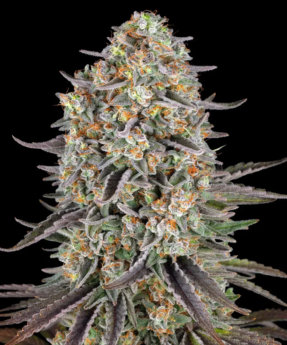 Barneys Farm Sour Strawberry