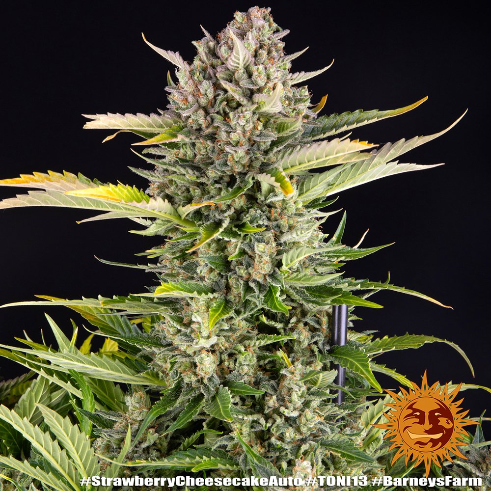 Barneys Farm Strawberry Cheescake Auto 3