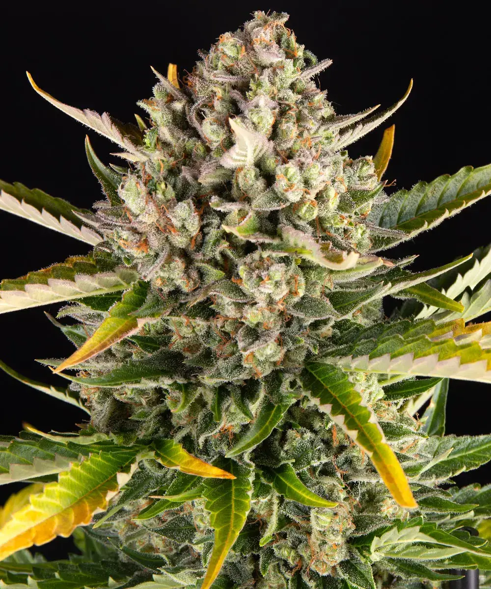 Barneys Farm Strawberry Cheescake Auto