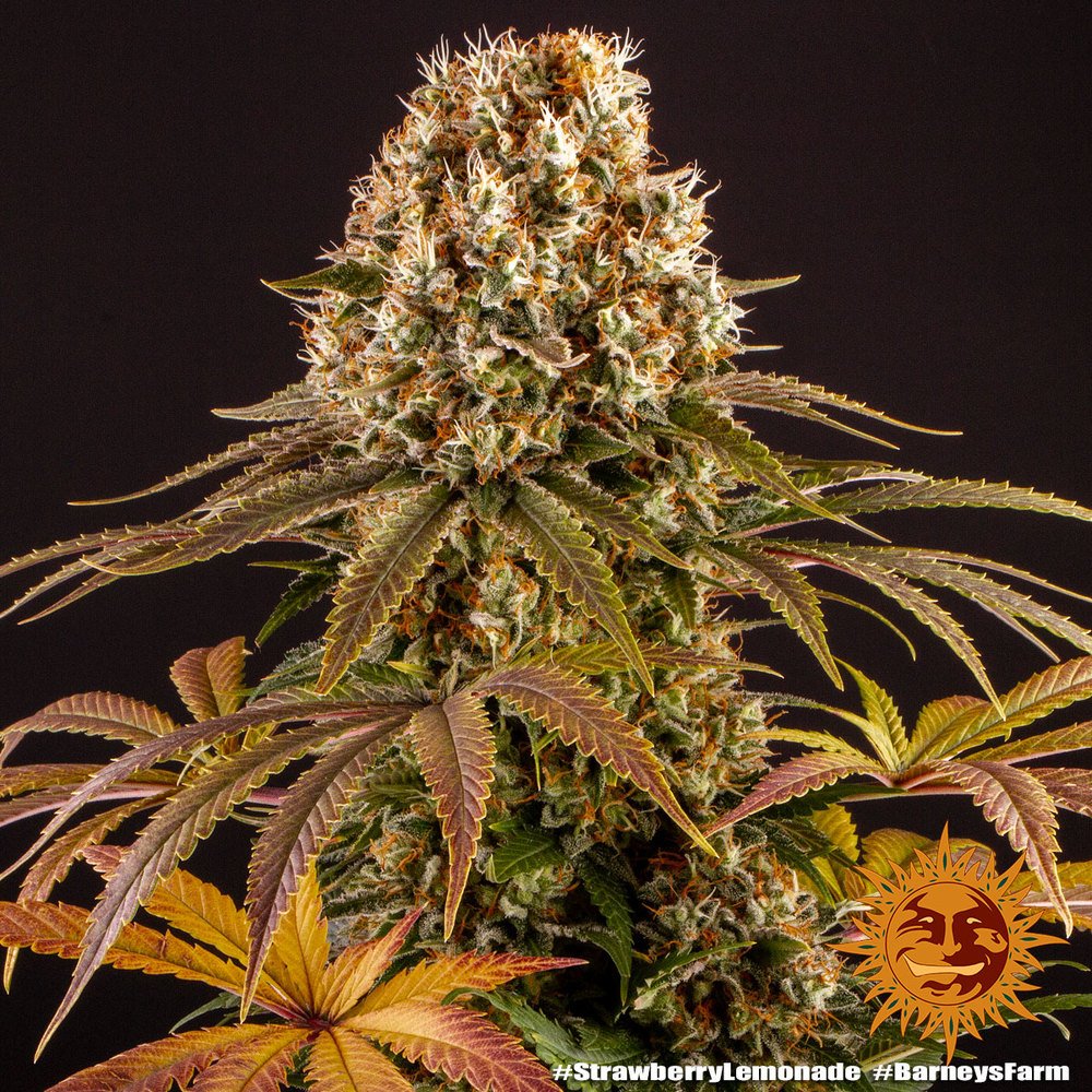 Barneys Farm Strawberry Lemonade 6