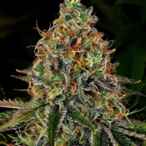 Barneys Farm Tangerine Dream Auto 3er Pack + 3er Gift Pack gratis