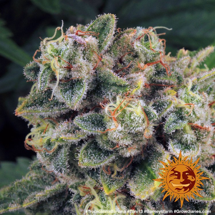 Barneys Farm Tropicana Banana 10