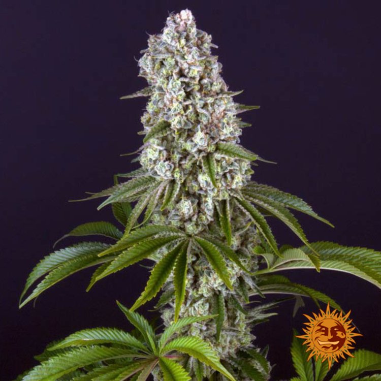Barneys Farm Tropicana Banana 2