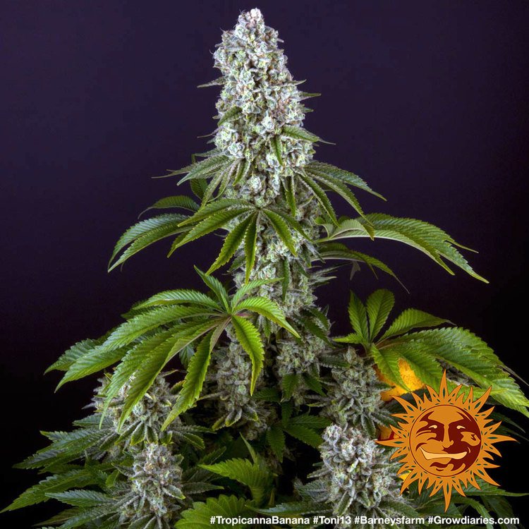Barneys Farm Tropicana Banana 3
