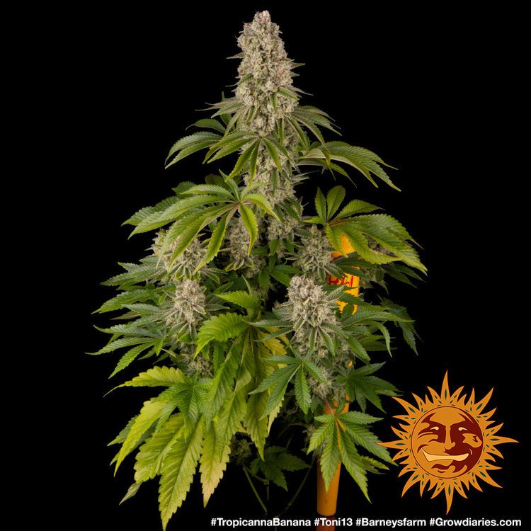 Barneys Farm Tropicana Banana 4