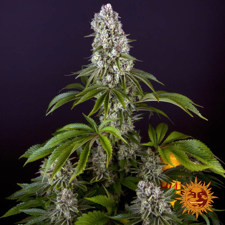 Barneys Farm Tropicana Banana 5