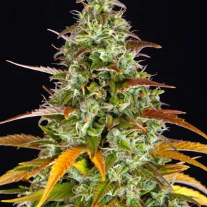 Barneys Farm Watermelon Zkittlez Auto 3er Pack + 3er Giftpack Gratis dazu