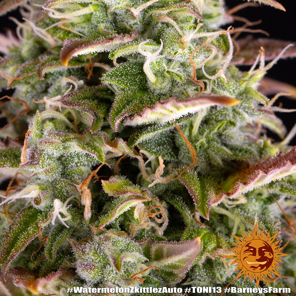 Barneys Farm Watermelon Zkittlez Auto 7