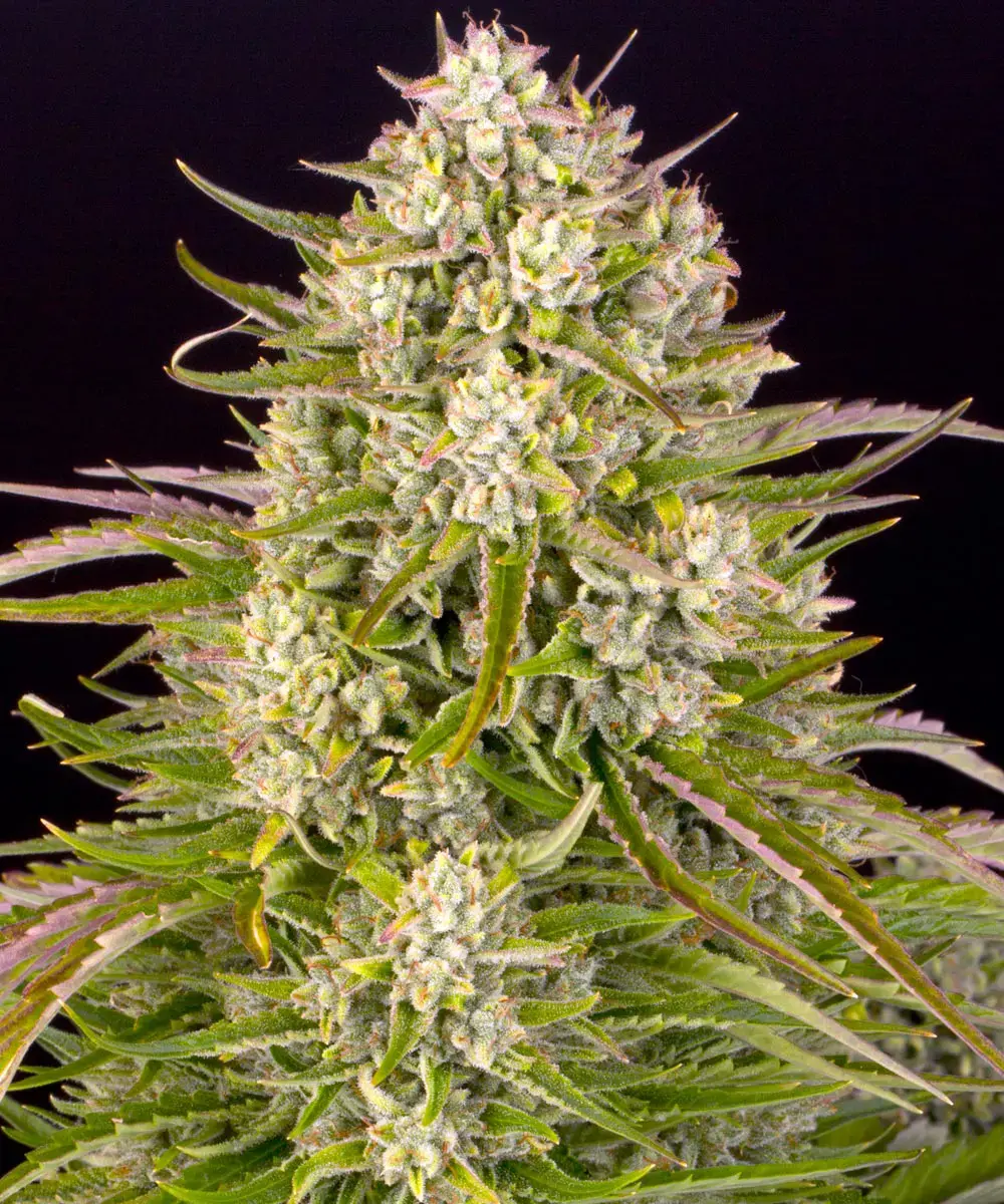 Barneys Farm Wedding Cake Auto
