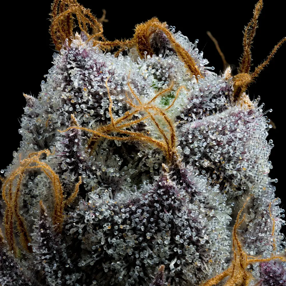 Barneys Farm White Runtz 2