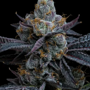 Barneys Farm White Runtz